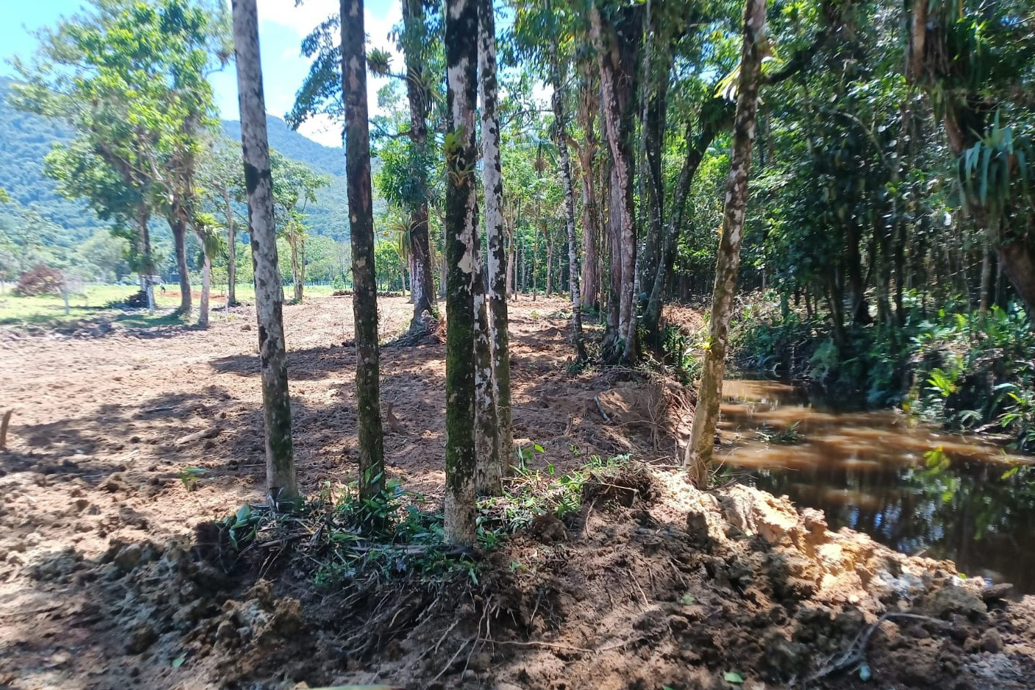 Iat Aplica Multa De R Mil Por Desmatamento Ilegal Em Guaratuba