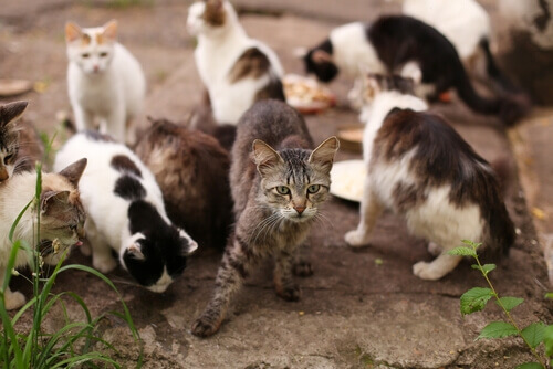 Muitos gatos Banco de fotos, imagens, tudo isento de direitos