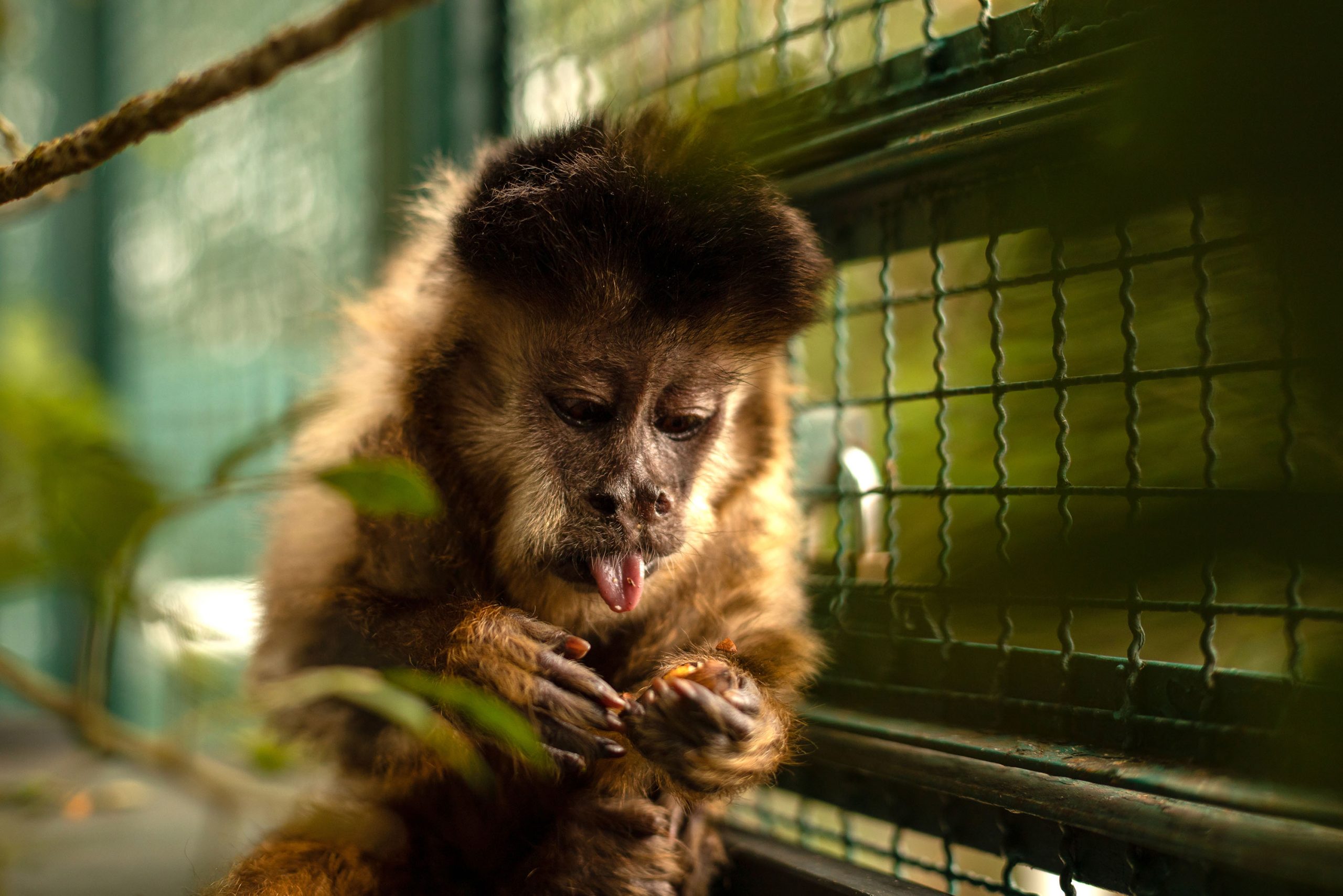 Macaco-prego – Agência Municipal de Turismo, Eventos e Lazer