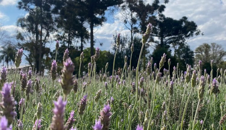 Produção de lavanda em Toledo