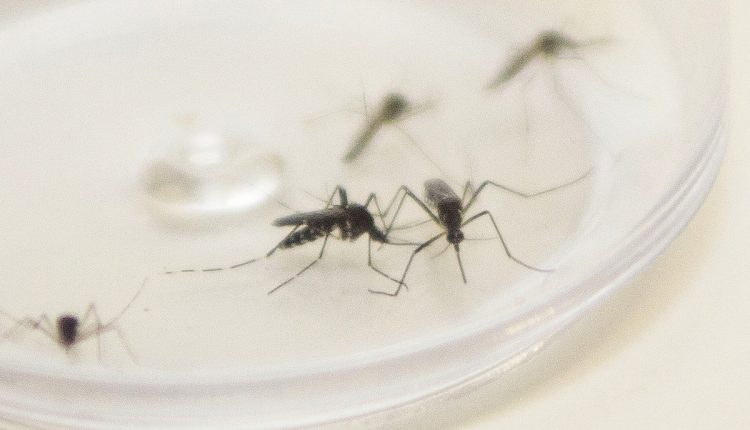 Mosquito-Aedes-aegypti. Curitiba, 04/12/2015. Foto: Pedro Ribas/ANPr