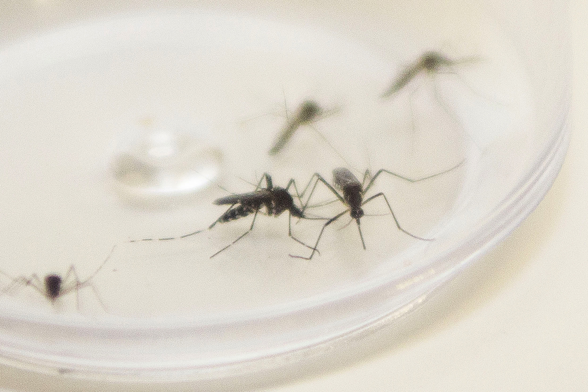 Mosquito-Aedes-aegypti. Curitiba, 04/12/2015. Foto: Pedro Ribas/ANPr