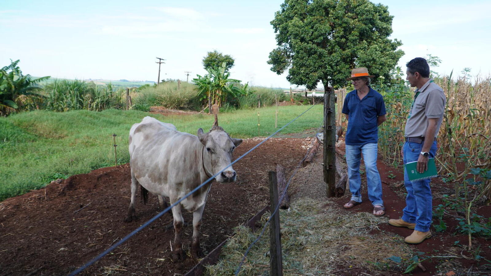 Para o produtor Laurindo Welter (65), fornecer para o município é sinônimo de segurança. “É pagamento certo”. Crédito: Prefeitura de Toledo