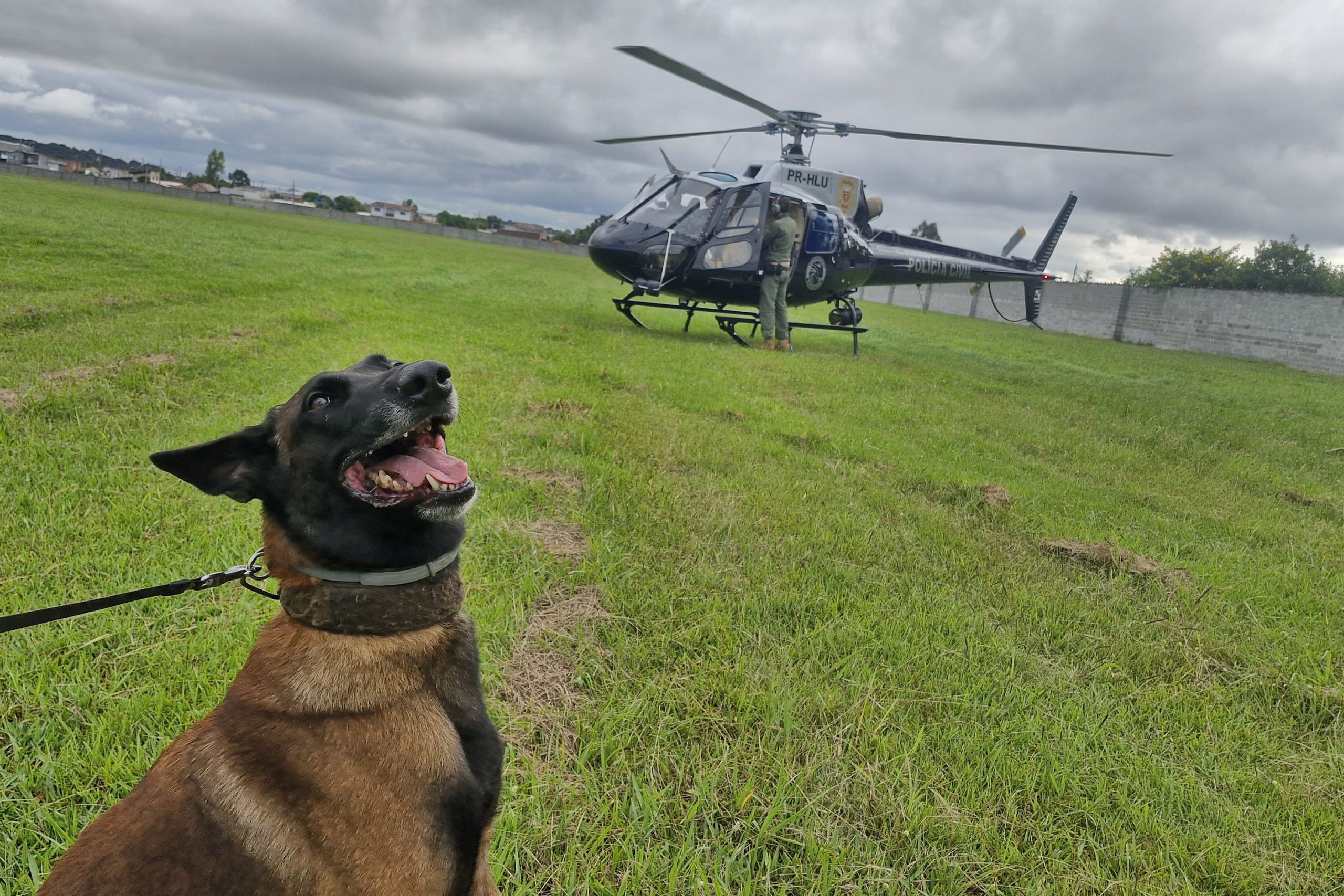 cães farejadores