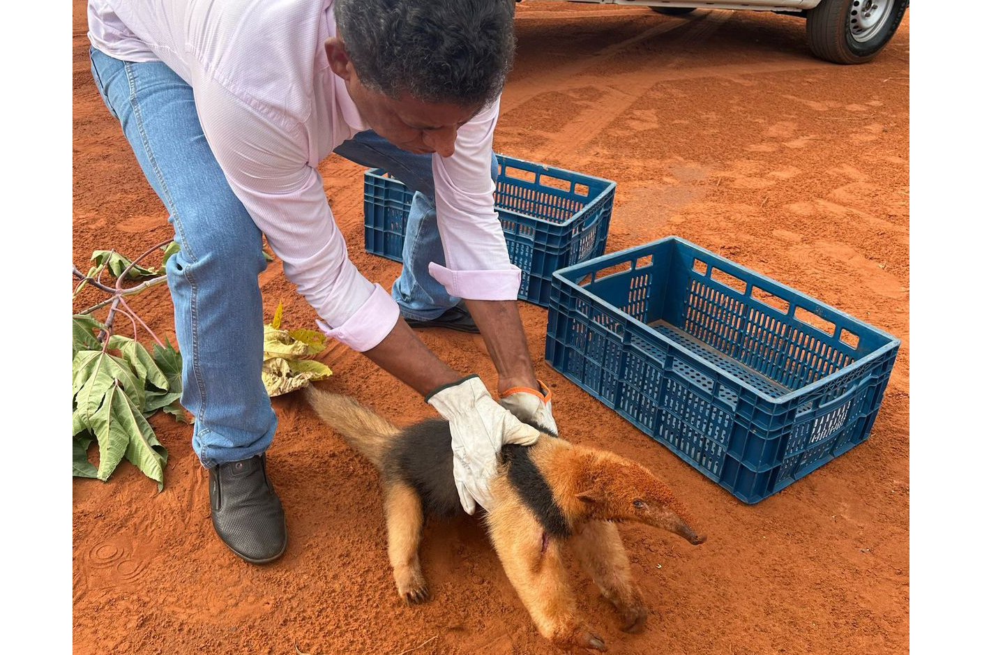 Resgatado por técnicos do IAT, tamanduá-mirim passará por recuperação médica antes de retornar à natureza Foto: IAT Umuarama