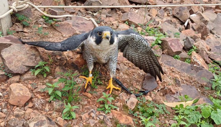 Falcão