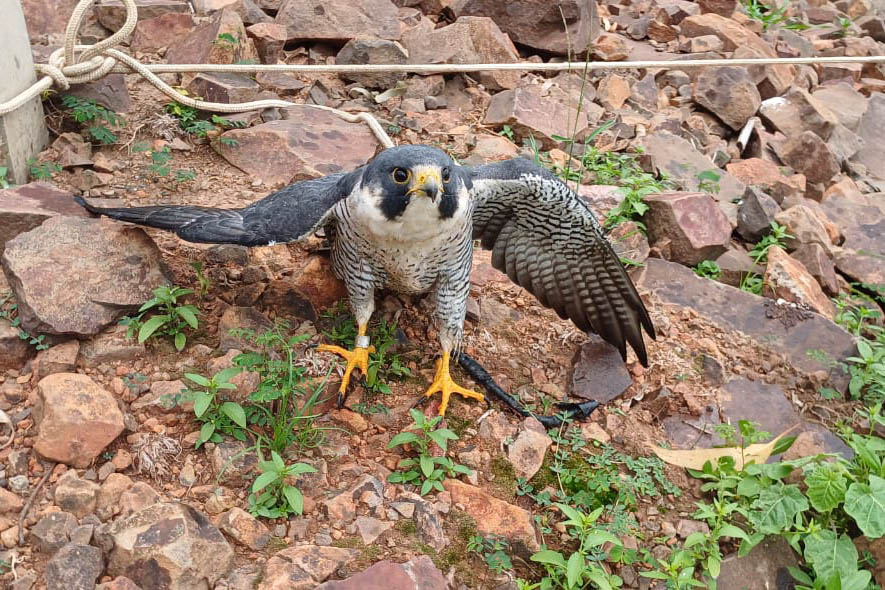 Falcão