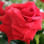 Rosas