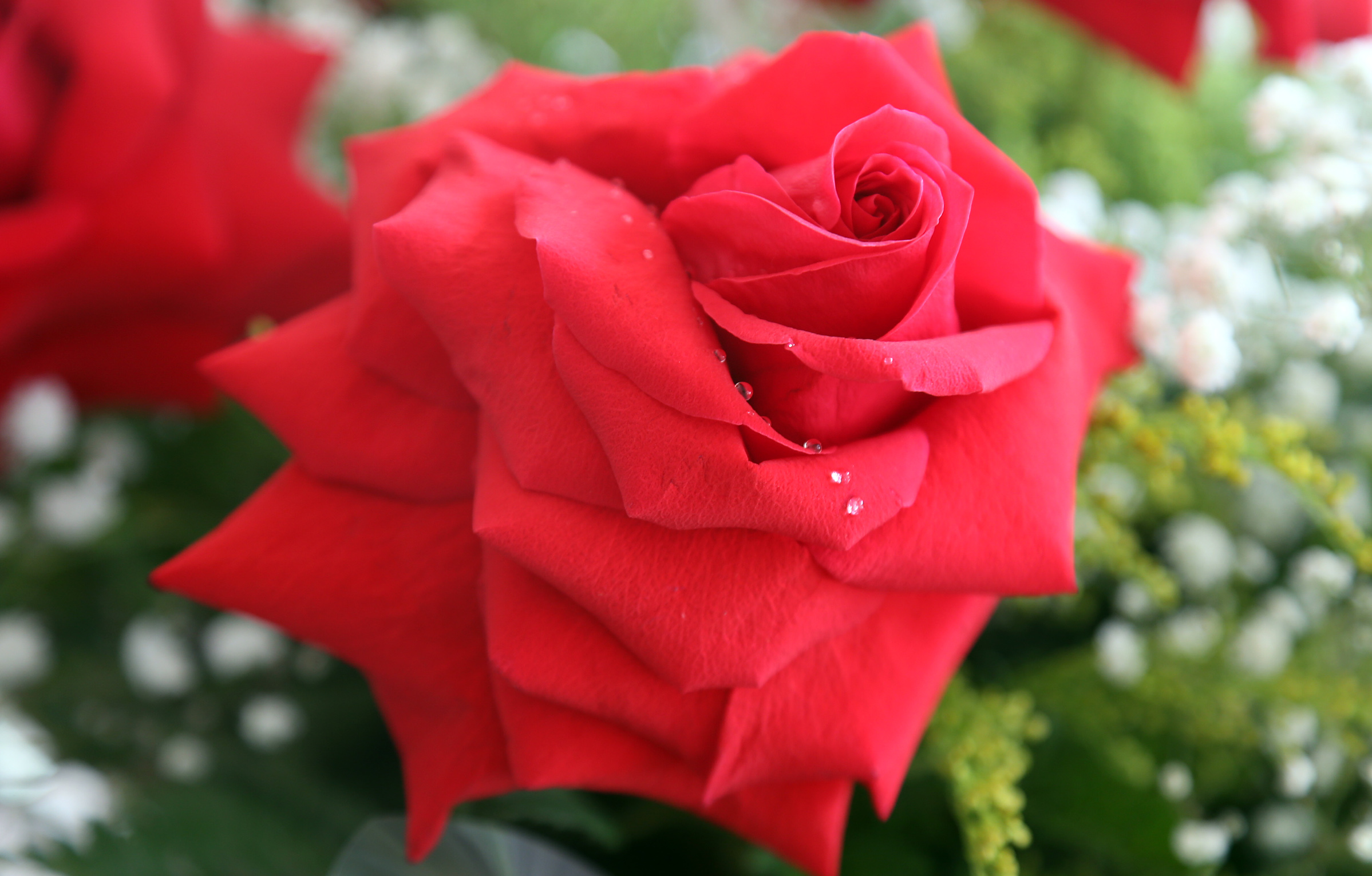 Rosas