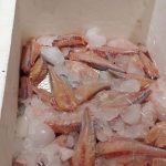 pesca