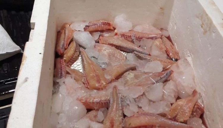 pesca