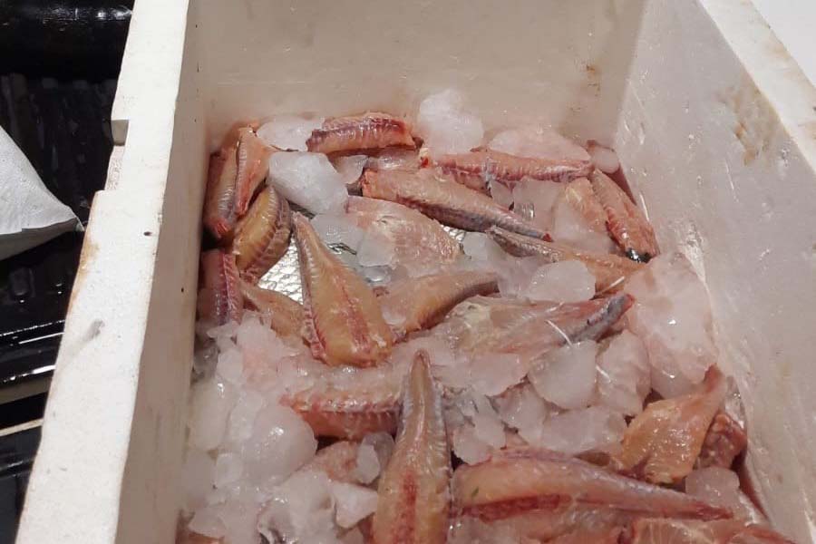 pesca