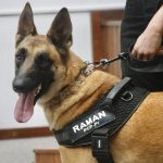Cão