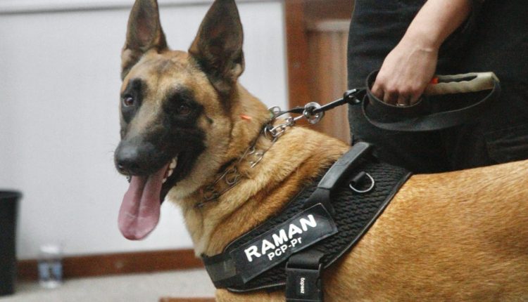 Cão