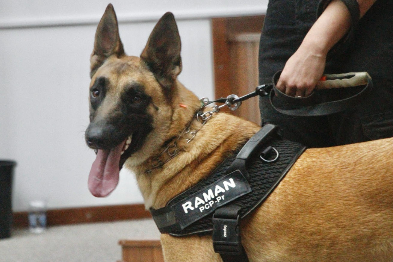 Cão