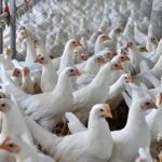 Aviário: Secretaria da Agricultura e Proteína Animal emite nota oficial