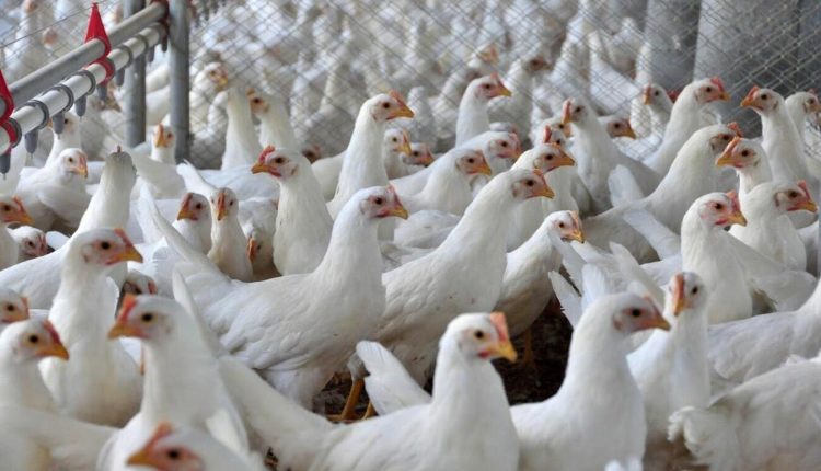 Aviário: Secretaria da Agricultura e Proteína Animal emite nota oficial