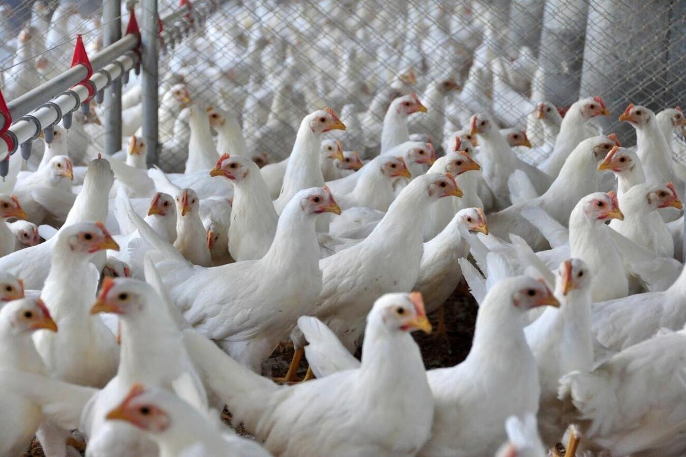 Aviário: Secretaria da Agricultura e Proteína Animal emite nota oficial