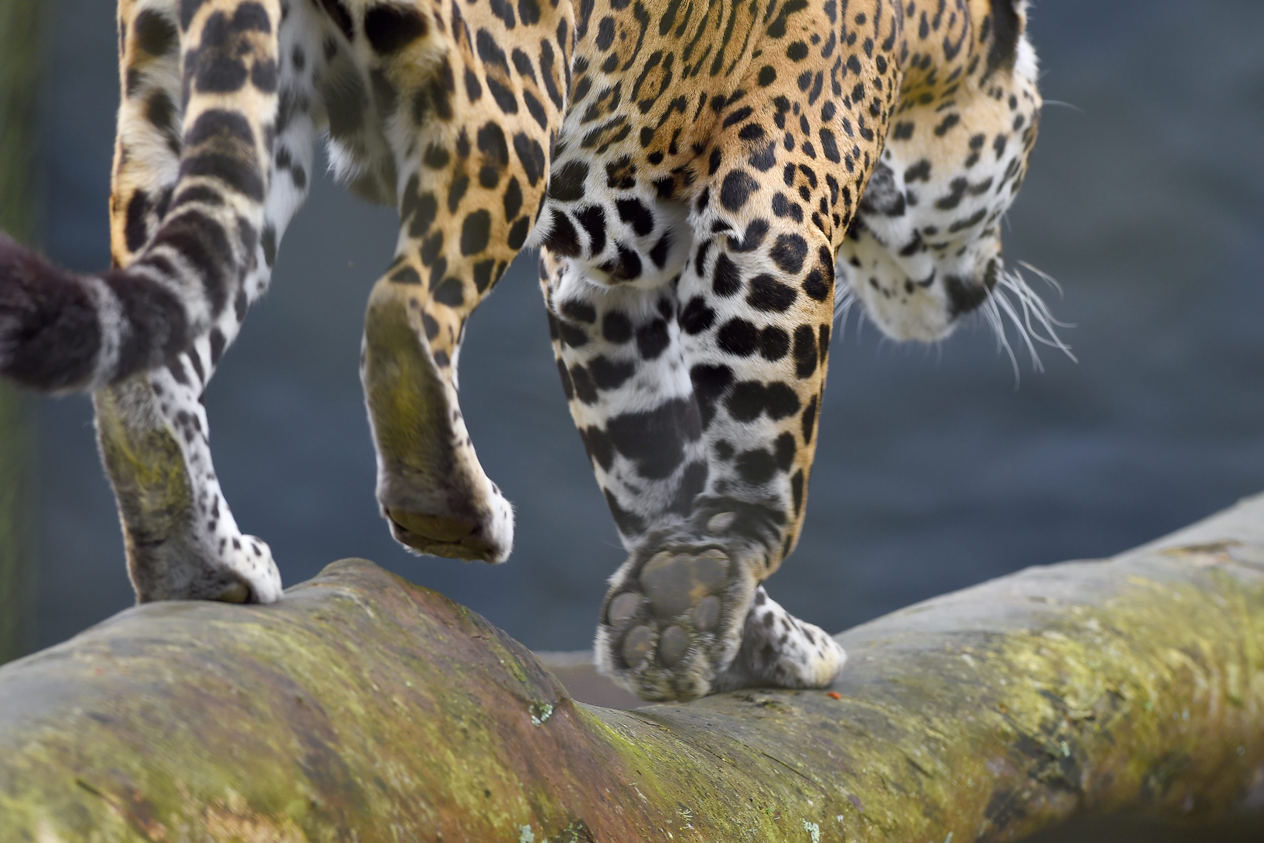 animais silvestres