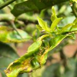 greening