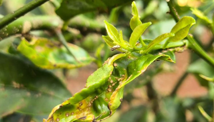 greening