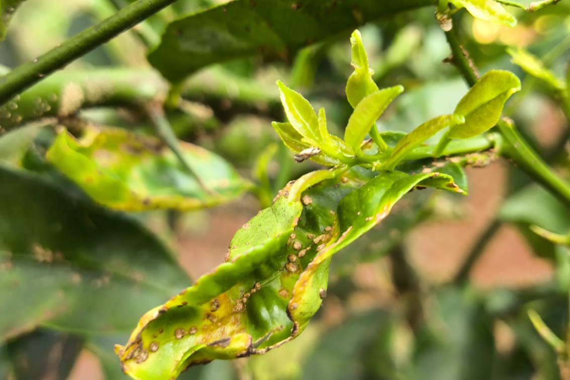 greening
