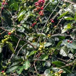 café