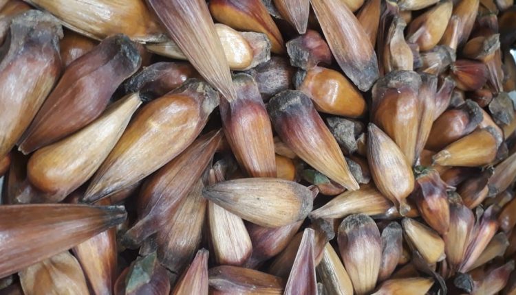 pinhão