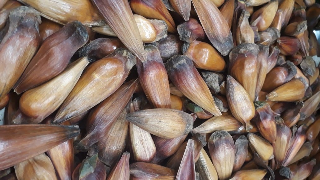 pinhão