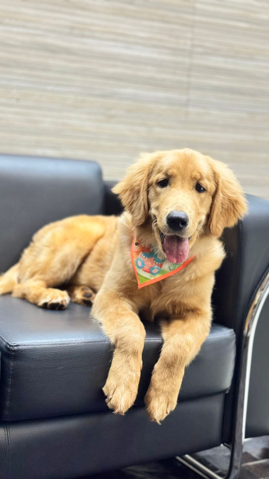 A cachorra Amora estimula a socialização entre os estudantes Créditos: Arquivo pessoal