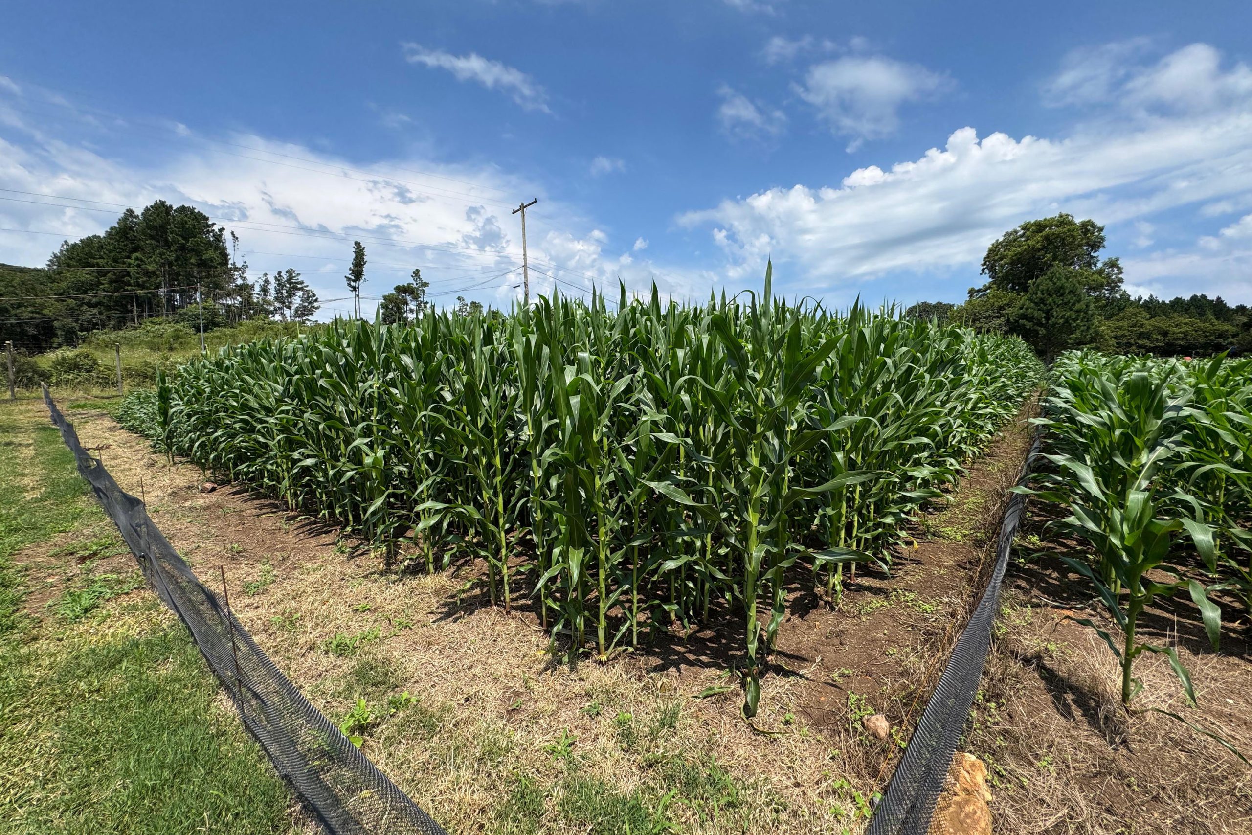 Paraná lidera inovação com tecnologia europeia adaptada para agricultura tropical Crédito: Arquivo empresa parceira