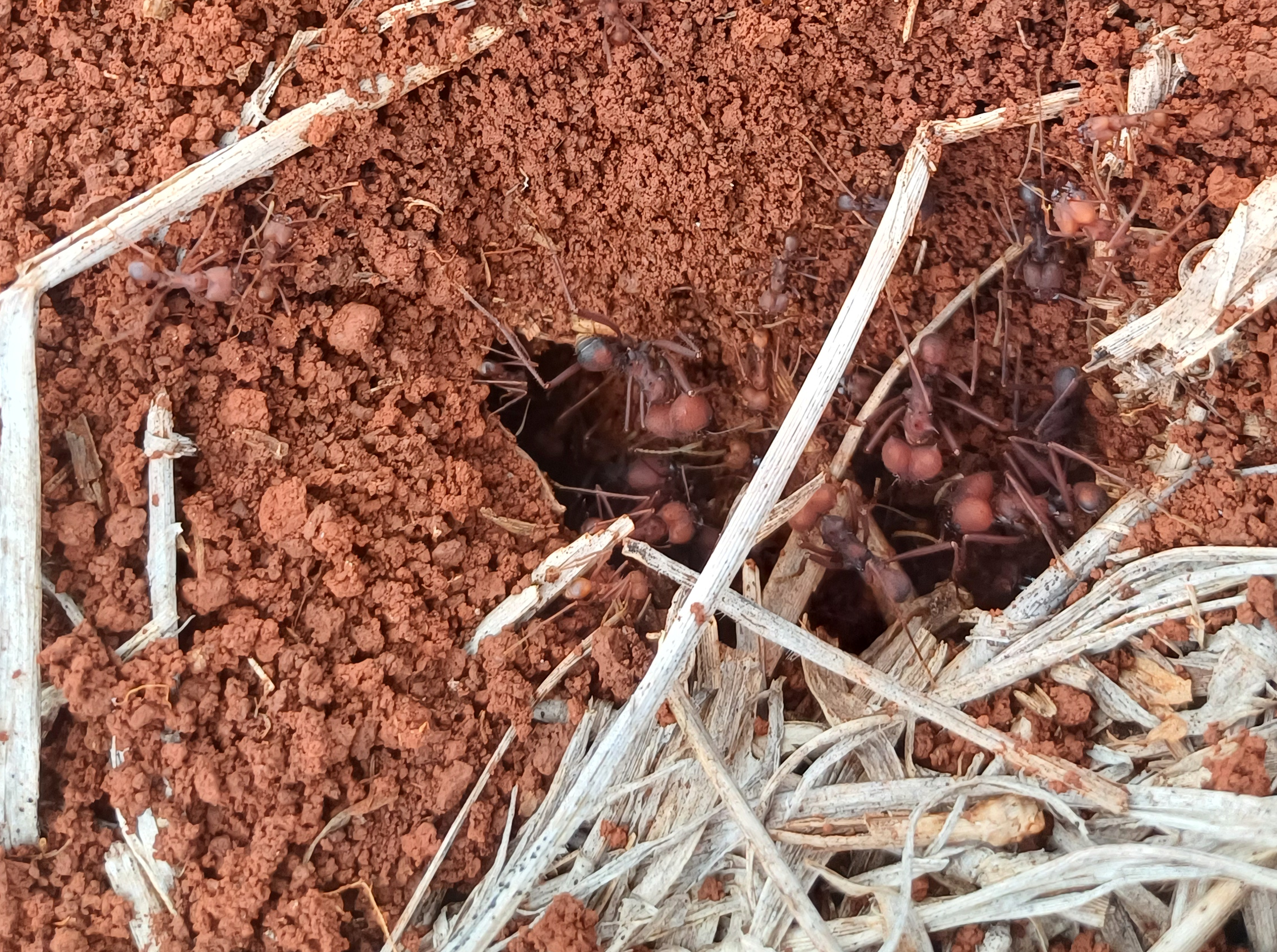 Formigas cortadeiras afetam agronegócio