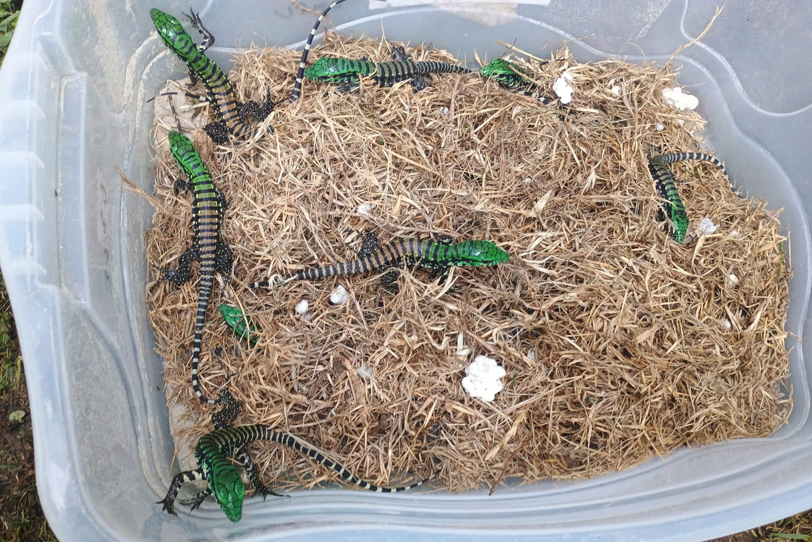 lagarto
