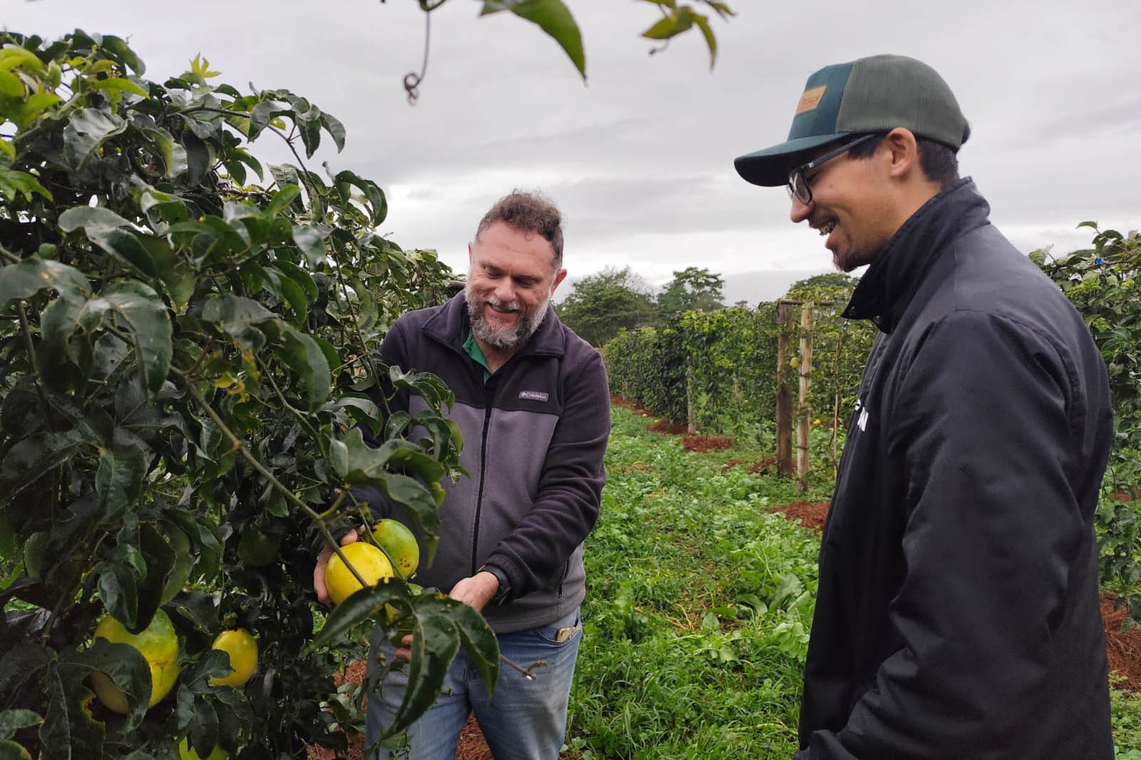 O objetivo é aumentar a resistência da planta a doenças e adversidades climáticas, além de melhorar a produtividade Crédito: IDR-PR/AEN
