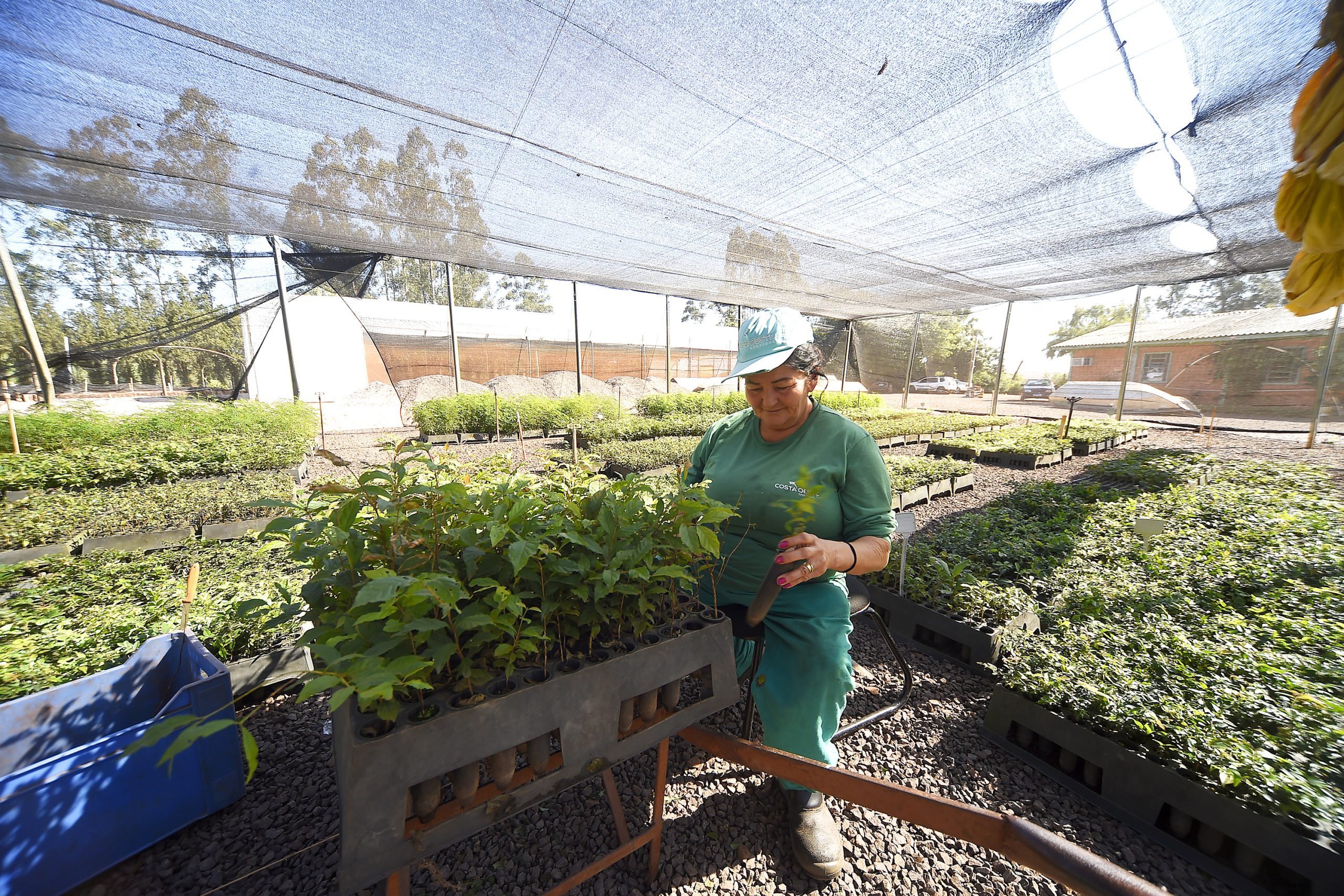 IAT anunciou plano de modernização sustentável de viveiros e laboratórios de mudas nativas durante capacitação promovida pela Gerência de Restauração Ambiental (GERA) do órgão Crédito: Denis Ferreira Netto/SEDEST-PR