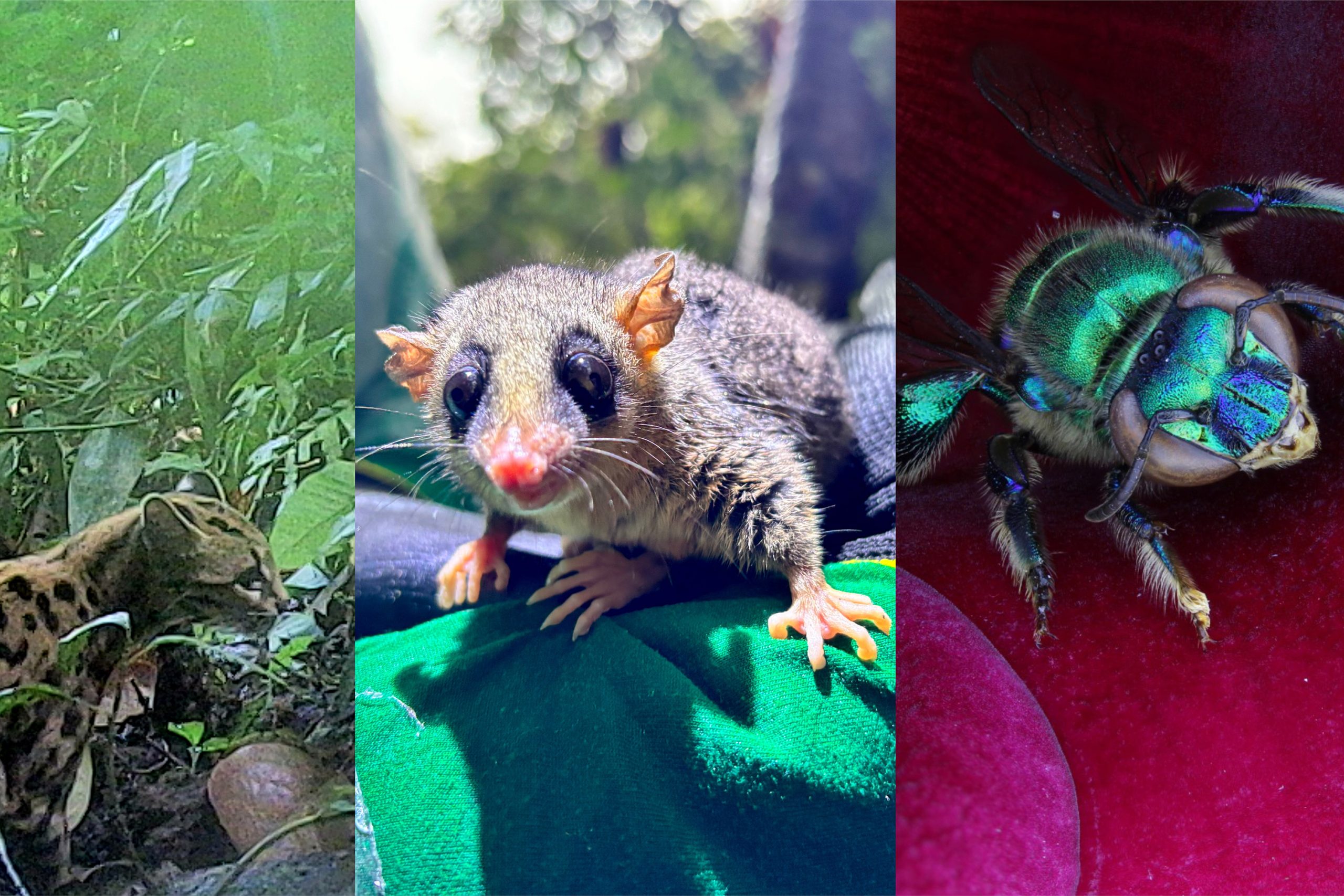 Fauna