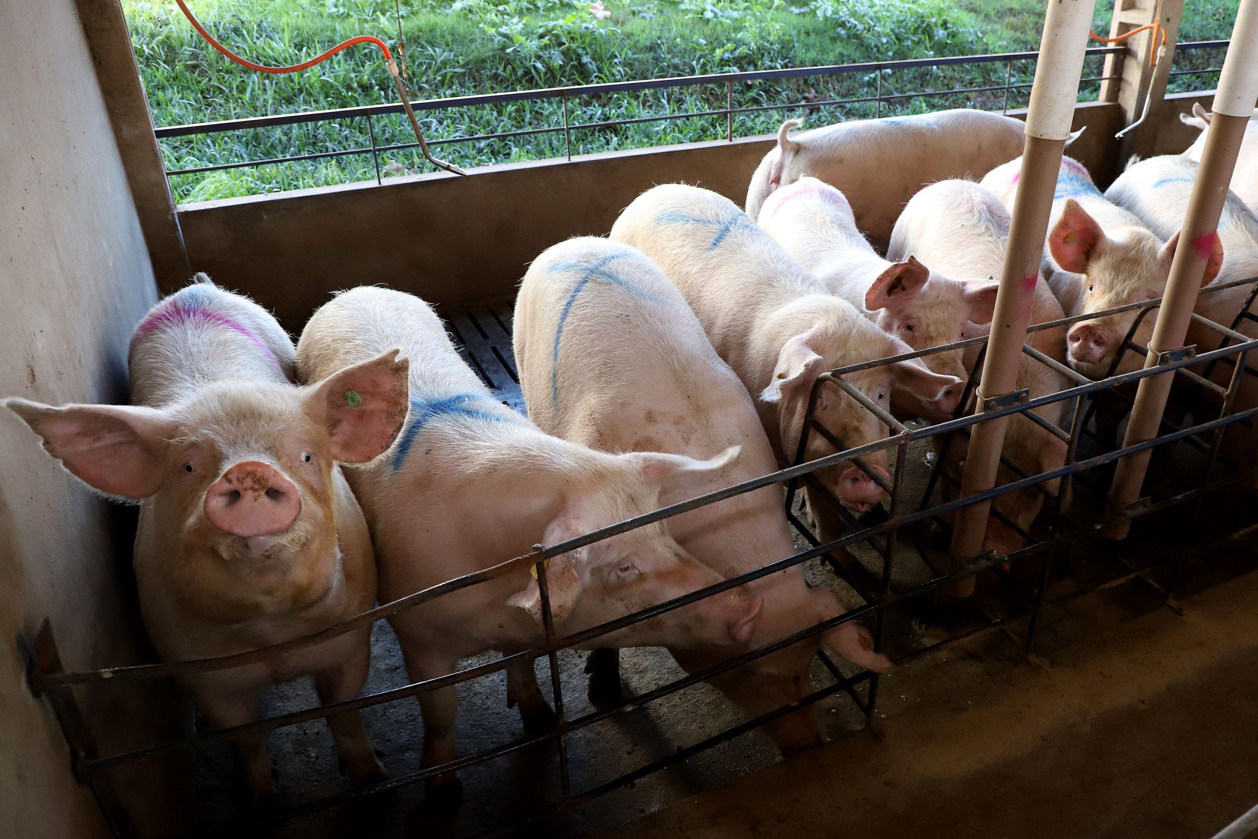 Em seis anos, Paraná eleva produção de suínos em 34% e de frangos em 24,4% Crédito: Ari Dias/AEN