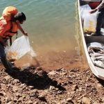 O surubim-do-Iguaçu (monjolo) é o maior peixe nativo do Rio Iguaçu e foi classificado como em perigo de extinção na lista das espécies da fauna ameaçada no Paraná. A reprodução em cativeiro foi conduzida na Estação Experimental de Estudos Ictiológicos da Companhia , em Reserva do Iguaçu.