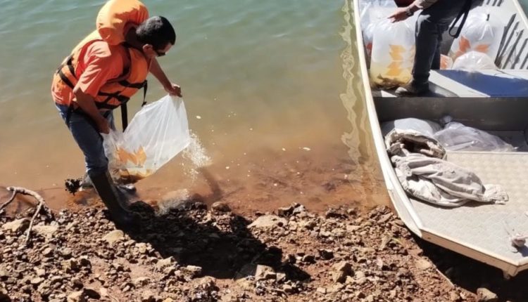 O surubim-do-Iguaçu (monjolo) é o maior peixe nativo do Rio Iguaçu e foi classificado como em perigo de extinção na lista das espécies da fauna ameaçada no Paraná. A reprodução em cativeiro foi conduzida na Estação Experimental de Estudos Ictiológicos da Companhia , em Reserva do Iguaçu.