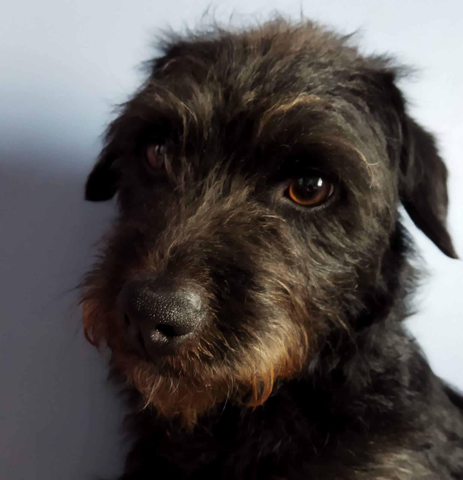 Para evitar maus tratos, danos à saúde física e emocional dos cães, Projeto de Lei visa proibir o acorrentamento em cães