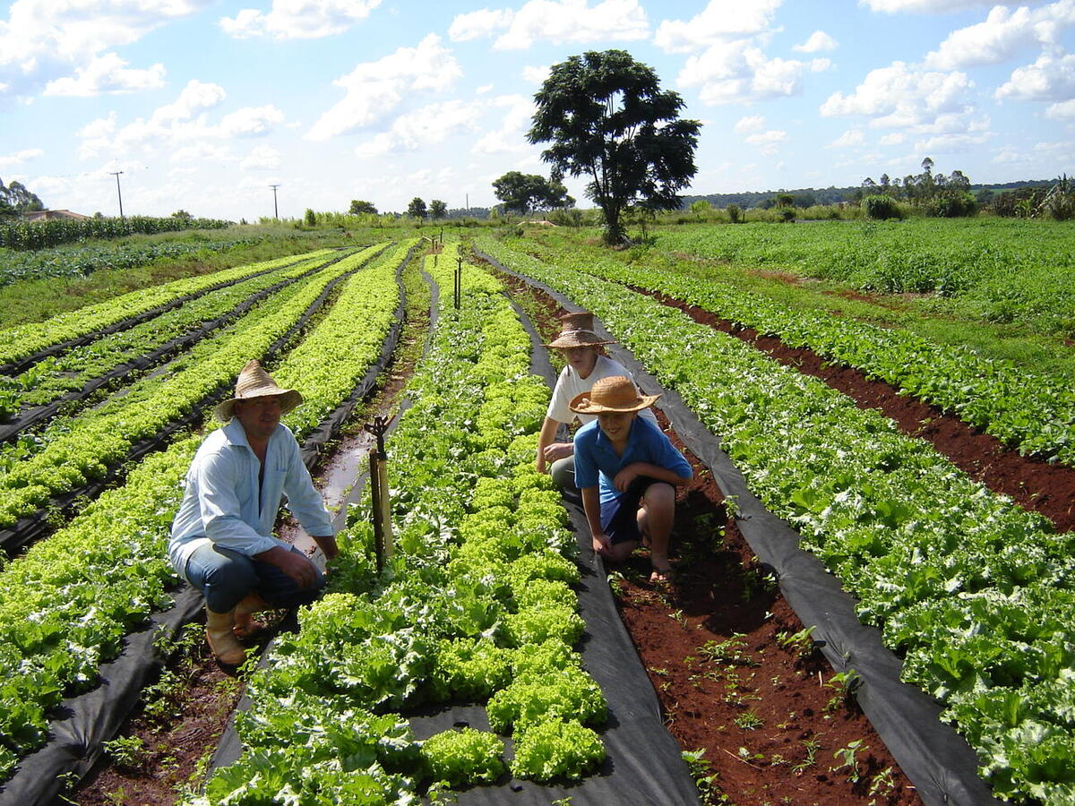 Durante os dias 24 a 31 de julho a Secretaria da Agricultura e Proteína Animal estará realizando a Semana do Agricultor, um evento repleto de atividades para todos os públicos Crédito: Prefeitura de Toledo