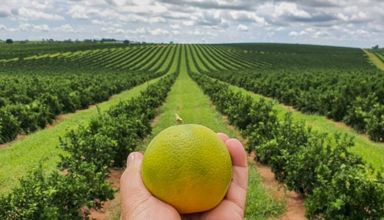 Estado prorroga por 180 dias emergência fitossanitária contra o greening Crédito: SEAB