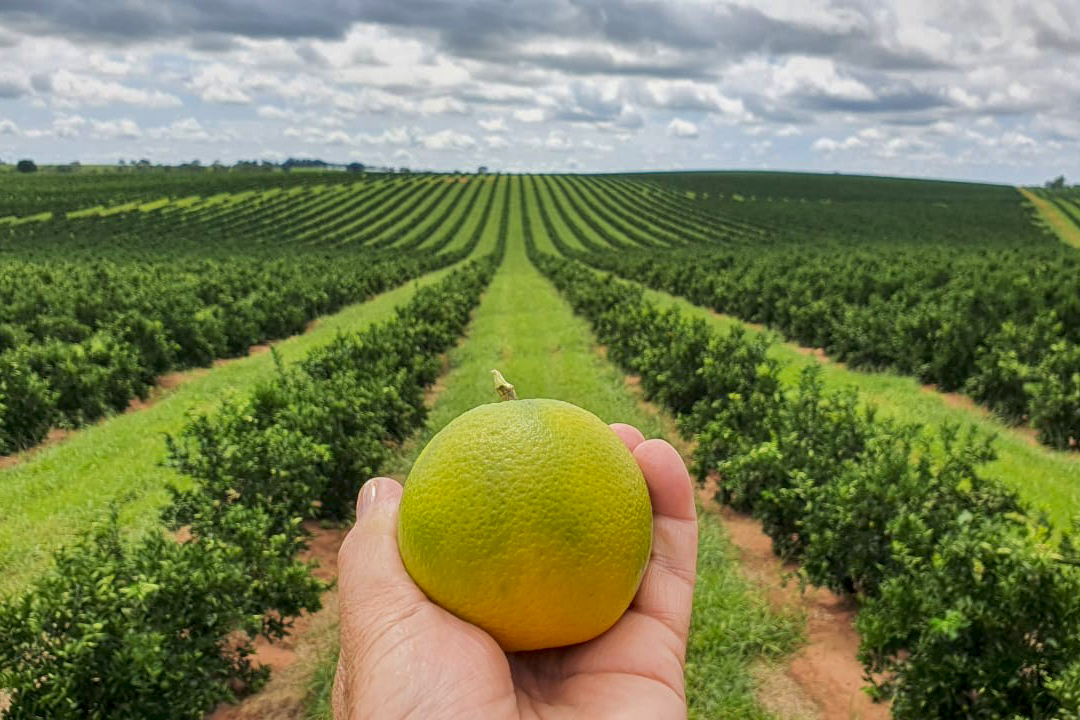 Estado prorroga por 180 dias emergência fitossanitária contra o greening Crédito: SEAB