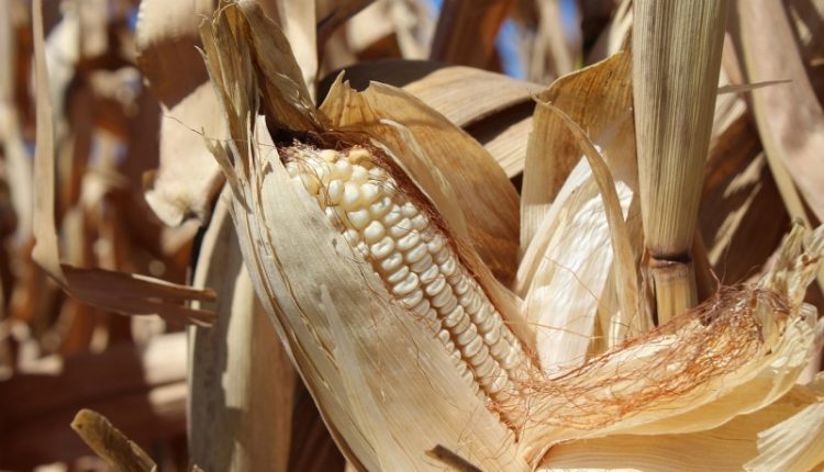 A colheita da safrinha no Oeste do Paraná supera 70% das áreas Crédito: AgroMarechal