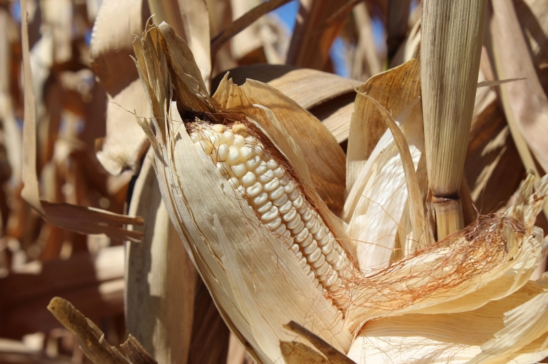 A colheita da safrinha no Oeste do Paraná supera 70% das áreas Crédito: AgroMarechal