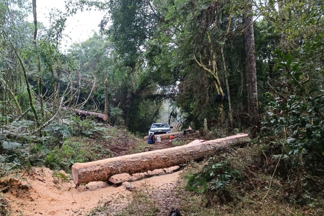 Com fiscalização intensa, Paraná reduziu em 35,6% os crimes ambientais contra a flora do primeiro semestre de 2025 Crédito: IAT-PR