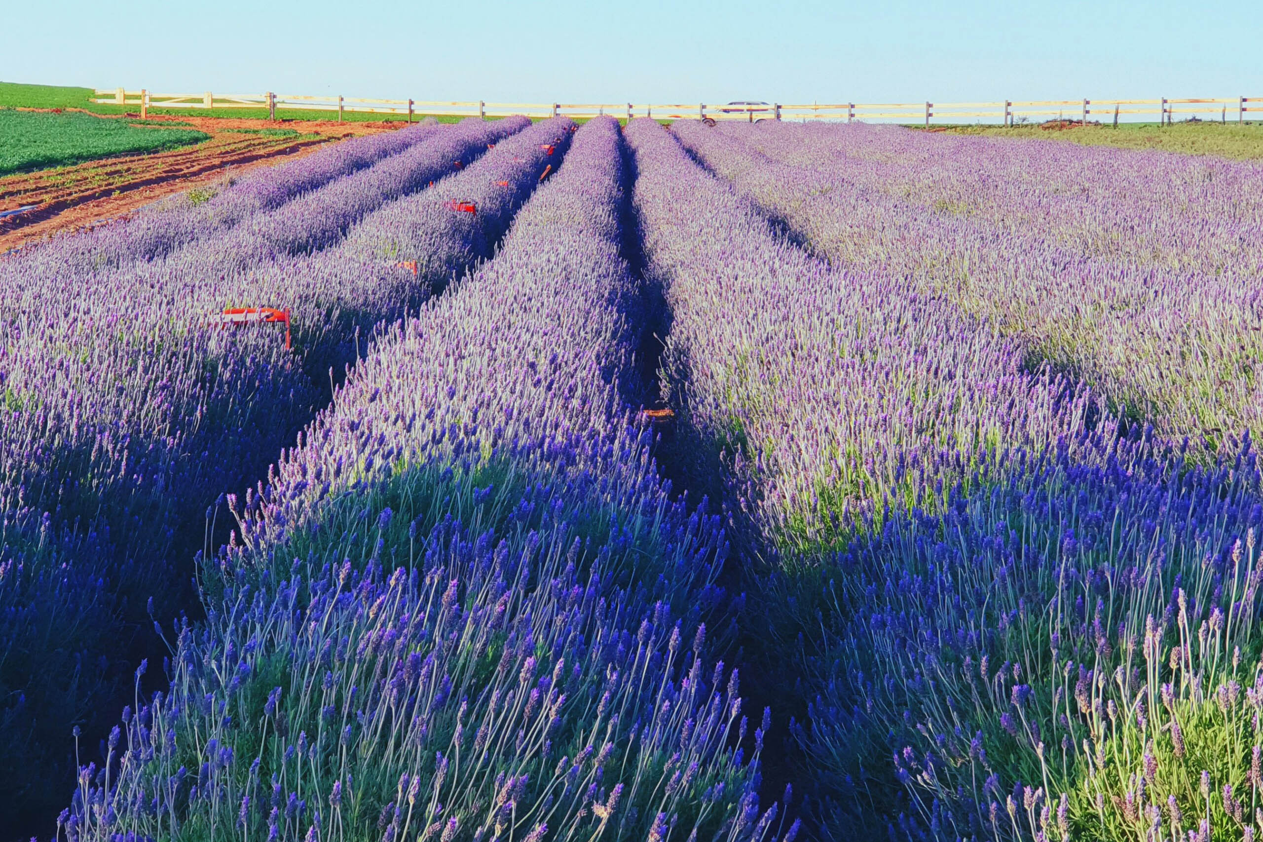 Lavanda