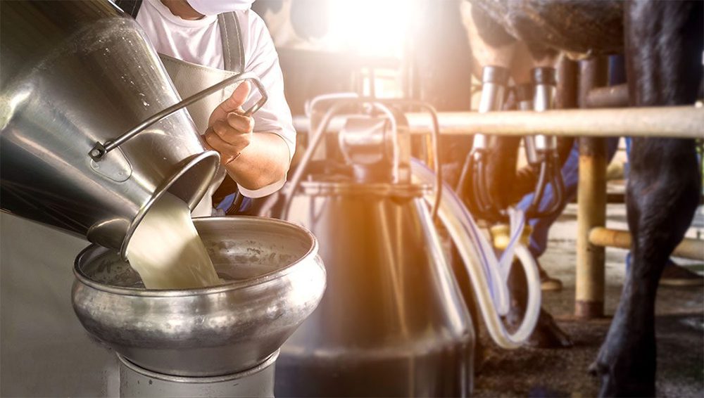 Com foco nas boas práticas na produção leiteira, a capacitação oferece ferramentas técnicas e estratégias simples e eficazes Crédito: FAEP/SENAR-PR/Sindicato Rural de Toledo