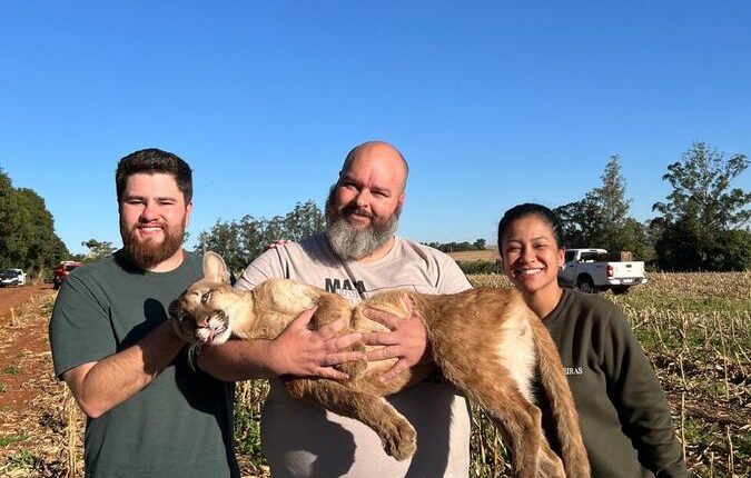Proteção Animal de Toledo faz o resgate de uma onça parda, com o apoio do IAT de Toledo, Zoológico de Cascavel e UFPR de Palotina