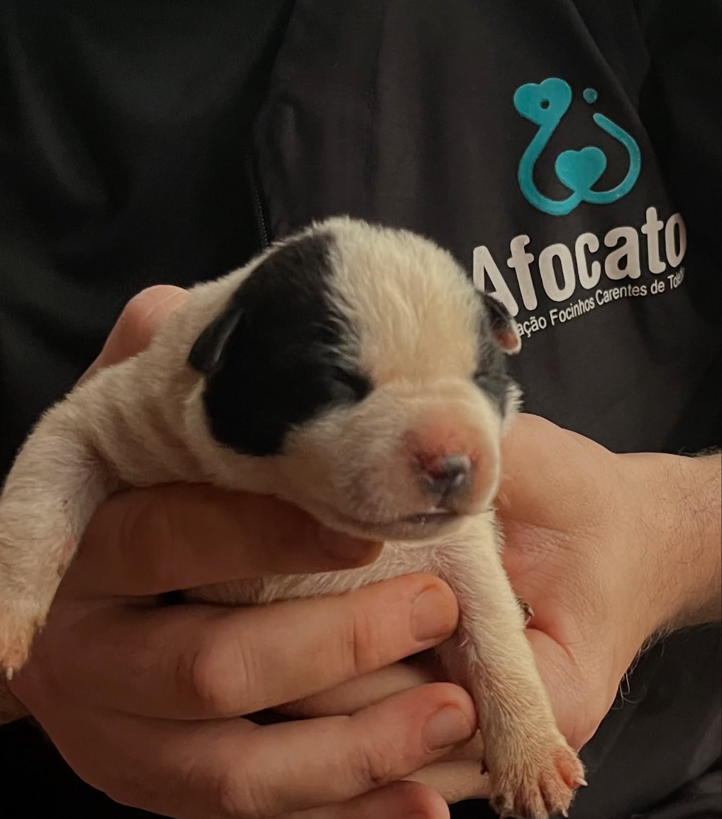 A associação resgata, trata e encaminha para adoção responsável os animais em situação de risco Crédito: Divulgação/Afocato